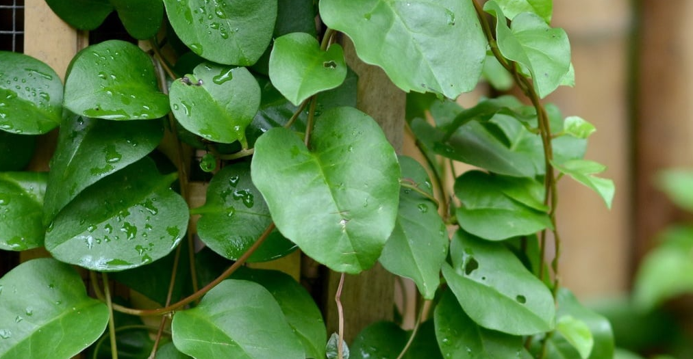 Benefits of Binahong Leaves, Treating Wounds, Gout, and High Blood Pressure
