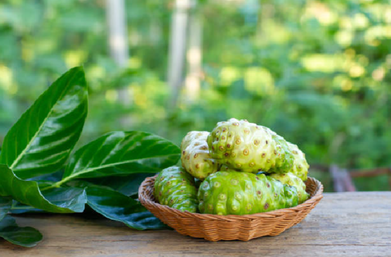 herbal plants: noni